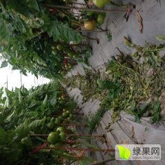 苍南以色列大红西红柿