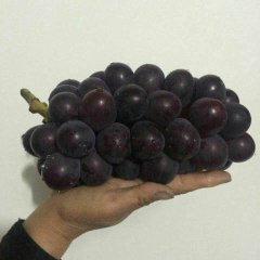 山东莱西藤稔优质葡萄，甘甜可口