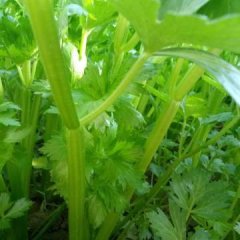 山东济阳本户种植大量西芹，色泽鲜亮