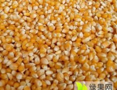 常年大量求购小麦玉米高粱大豆蚕豆等