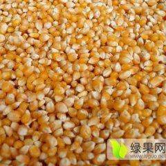 常年大量求购小麦玉米高粱大豆蚕豆等