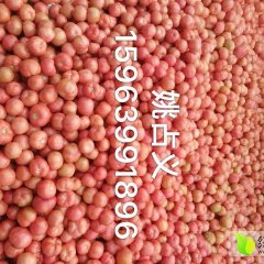 山东费县硬粉西红柿随行就市