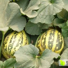 潍坊市农业开发区新军果业购销合作社