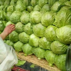 滦南姚王胡先生11月8398甘蓝