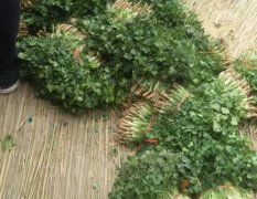 金乡陆地香菜已大量上市