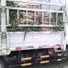 牡丹马岭岗本地山东长白大葱已经上市