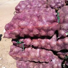 四川省西昌市洋葱质量上诚