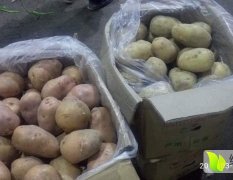 广东省汕头市农副产品批发市场代销全国各地蔬