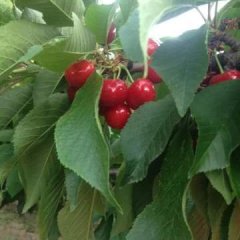 山东淄博露天种植樱桃，果实大