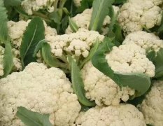 沛县本地区常年种植白面青梗花菜