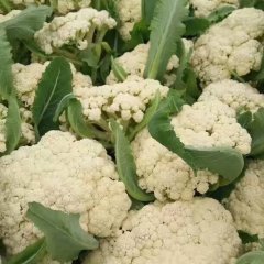 沛县本地区常年种植白面青梗花菜