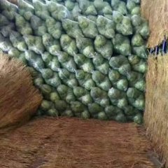 沛县河口本地区常年种植绿甘蓝