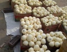 费县甜瓜早买早赚 李永亮诚信合作