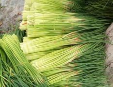 河南红帽蒜苔，货源多多，价格合理，质量第一。