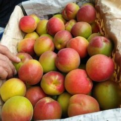 陕西大荔今年大棚杏和陆地杏面积再次增加