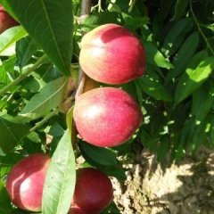 陕西大荔县万亩大棚油桃种植