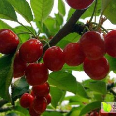 山东潍坊樱桃种植基地