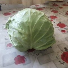 郯城甘蓝少量上市，量大还要在过10左右