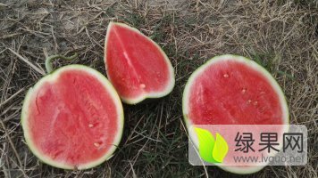 黑美人价格