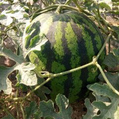 2017云南盈江西瓜已经开始上市