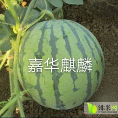 昌乐南郝刘春雷1月嘉华麒麟西瓜种子