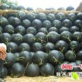 黑皮无籽西瓜品质较高