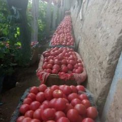 2017禹城西红柿今年价格有看点