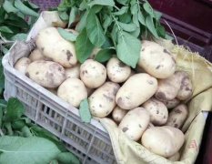 山东东昌府土豆面积相比去年要多1万多亩