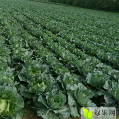 湖北省荆门万亩无公害蔬菜基地