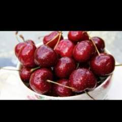 山东岱岳早大果樱桃预计5月上市