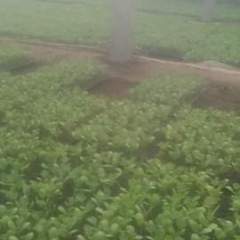 巨野西瓜育苗基地，出售西瓜苗，目前两个深叶