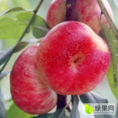 陕西蟠桃基地，毛蟠桃、油蟠桃产地行情