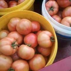 海阳市大量粉红西红柿上市