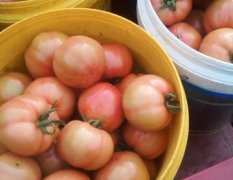 海阳市大量粉红西红柿上市