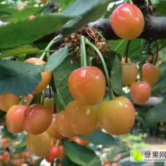 山东平度黄蜜樱桃 大樱桃（大棚）上市