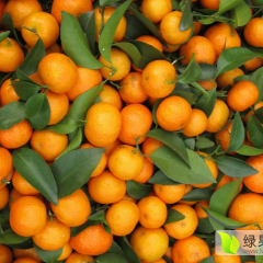 广西临桂沙糖桔早买早赚