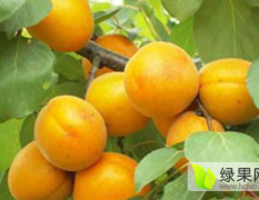 大荔县几百亩优质杏开始熟