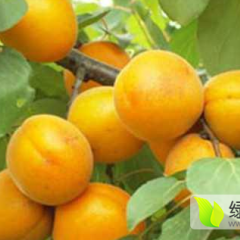 大荔县几百亩优质杏开始熟