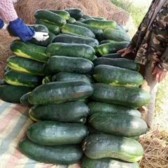 广西南宁黑皮地冬瓜大量上市中