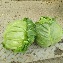 郯城红花乡东岳村甘蓝大量上市，每颗2斤左右