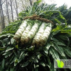 郯城莴苣 红叶香莴苣大量上市，皮薄