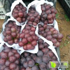 饶阳葡萄价格 葡萄是我们这里的主打产品