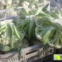 江苏沛县白面青梗松花菜菜花口感脆甜