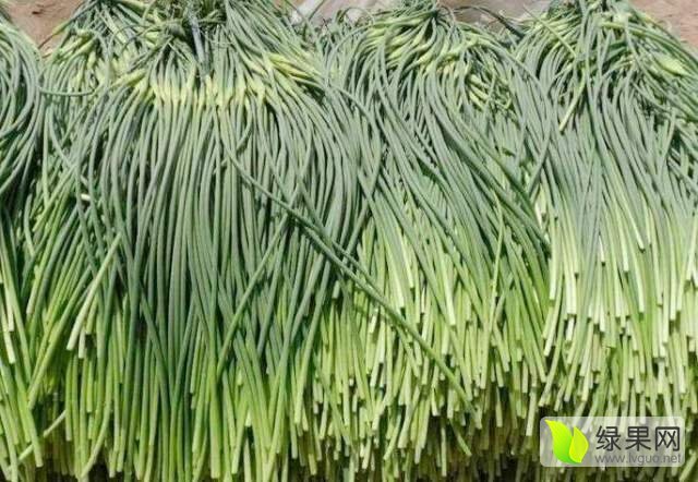 2018年河南杞县红袍白袍价格