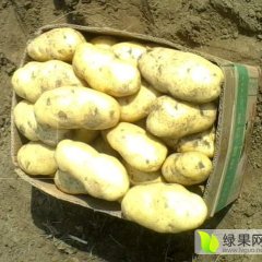 滕州土豆个头大小均匀，颜色鲜亮
