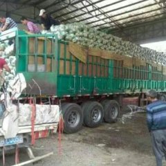 河北玉田各种大头菜，中甘21.中甘11