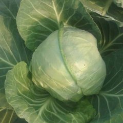 成武干蓝白菜已经上市，甘蓝又叫大头菜