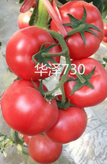 早春越冬精品大果高产西红柿种子华泽730