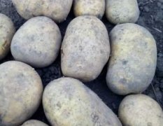 黑龙江土豆，荷兰系列，尤金885，等等。