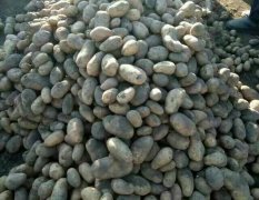 黑龙江脱毒马铃薯种子，荷兰十五